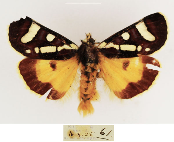 /filer/webapps/moths/media/images/M/magna_Mitrophrys_AM_TMSA.jpg