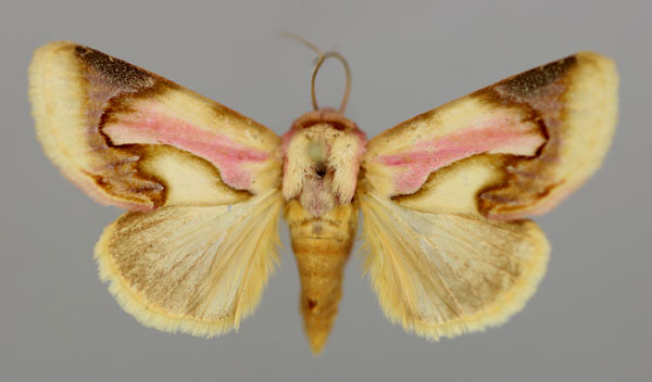 /filer/webapps/moths/media/images/M/magnifica_Acontia_A_RMCA_01.jpg