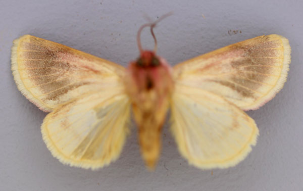 /filer/webapps/moths/media/images/M/magnifica_Acontia_A_RMCA_02.jpg
