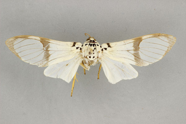 /filer/webapps/moths/media/images/M/magnifica_Amerila_HT_BMNH.jpg