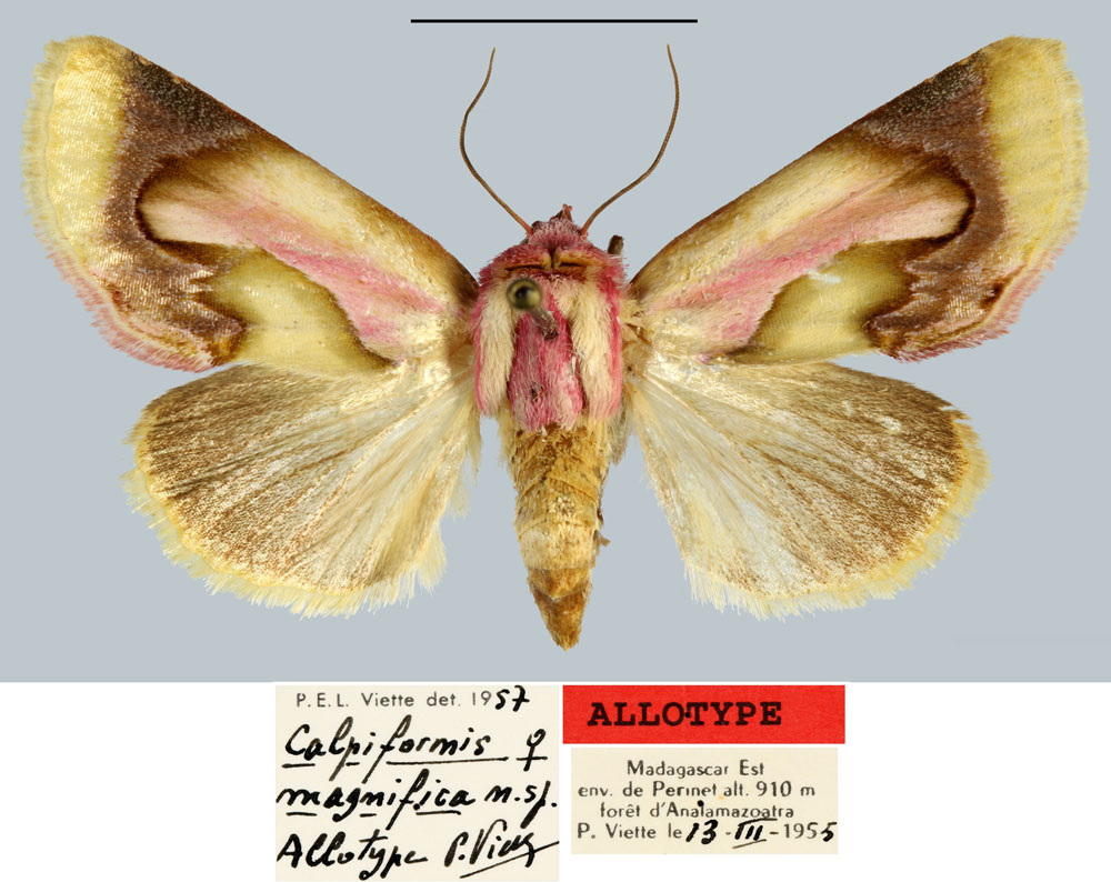 /filer/webapps/moths/media/images/M/magnifica_Calpiformis_AT_MNHN.jpg