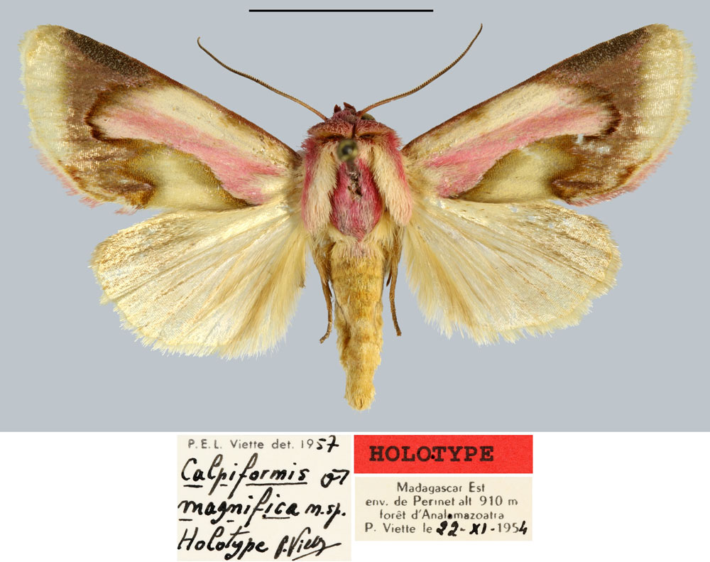 /filer/webapps/moths/media/images/M/magnifica_Calpiformis_HT_MNHN.jpg