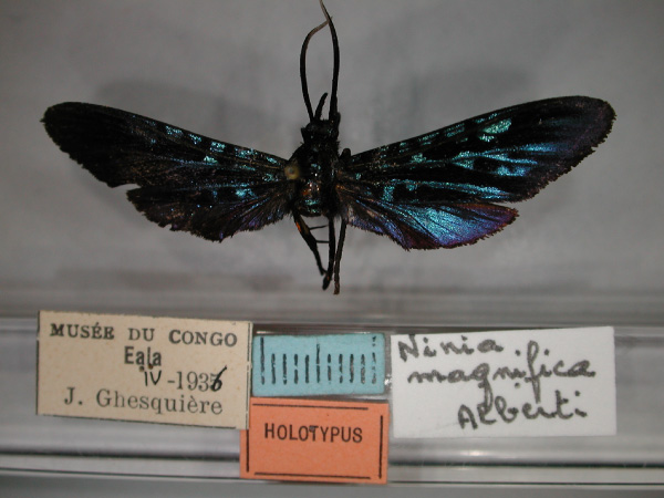 /filer/webapps/moths/media/images/M/magnifica_Cicinnocnemis_HT_RMCA_01.jpg