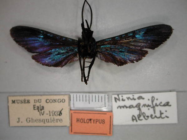 /filer/webapps/moths/media/images/M/magnifica_Cicinnocnemis_HT_RMCA_02.jpg