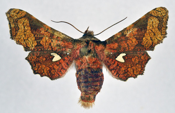 /filer/webapps/moths/media/images/M/magnifica_Dysodia_AM_NHMO.jpg