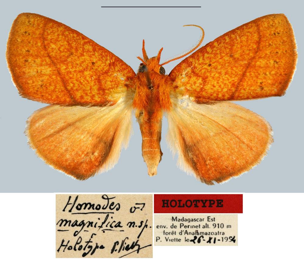 /filer/webapps/moths/media/images/M/magnifica_Homodes_HT_MNHN.jpg