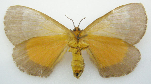 /filer/webapps/moths/media/images/M/magnifica_Viana_HT_NHMUKb.jpg