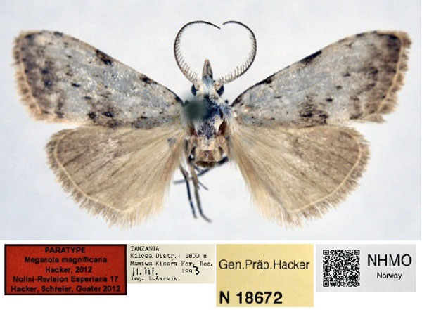 /filer/webapps/moths/media/images/M/magnificaria_Meganola_PT_NHMO_01.jpg