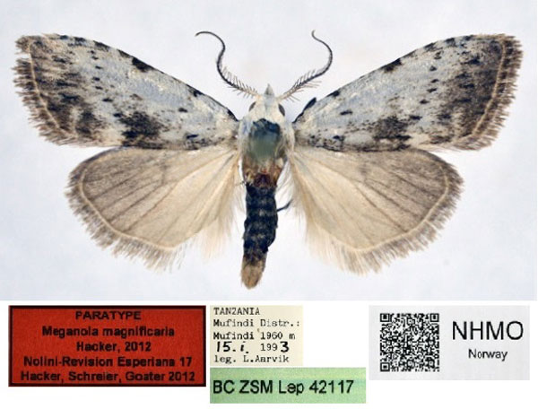 /filer/webapps/moths/media/images/M/magnificaria_Meganola_PT_NHMO_02.jpg