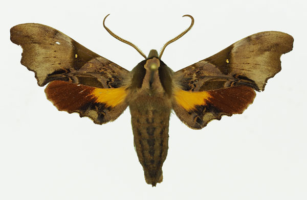 /filer/webapps/moths/media/images/M/magnificum_Odontosida_AM_01a.jpg