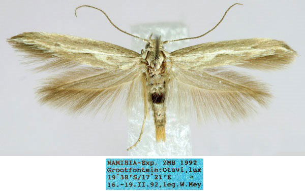 /filer/webapps/moths/media/images/M/magnipedella_Scythris_HT_ZMHB_aunDNIB.jpg