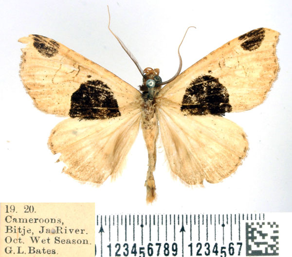 /filer/webapps/moths/media/images/M/magniplaga_Marcipa_AM_BMNH.jpg