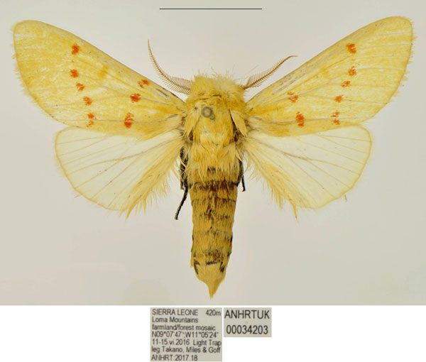 /filer/webapps/moths/media/images/M/magnipuncta_Antheua_HT_ANHRT.jpg