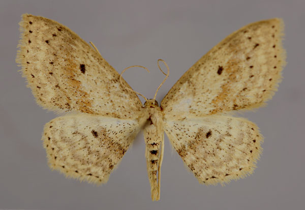/filer/webapps/moths/media/images/M/magnipunctata_Scopula_A_ZSM_01.jpg