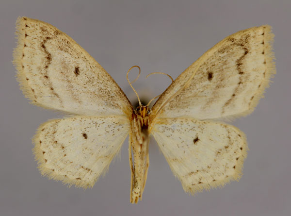 /filer/webapps/moths/media/images/M/magnipunctata_Scopula_A_ZSM_02.jpg