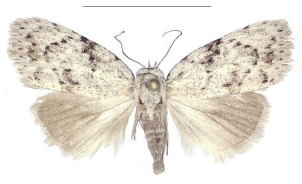 /filer/webapps/moths/media/images/M/magnisignata_Ezishnola_HT_ANHRT.jpg