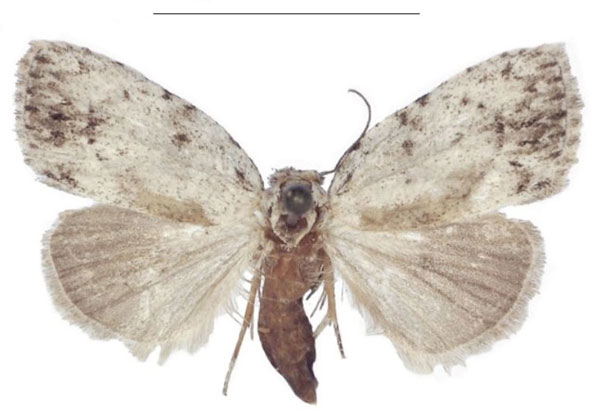 /filer/webapps/moths/media/images/M/magnisignata_Ezishnola_PTF_ANHRT.jpg