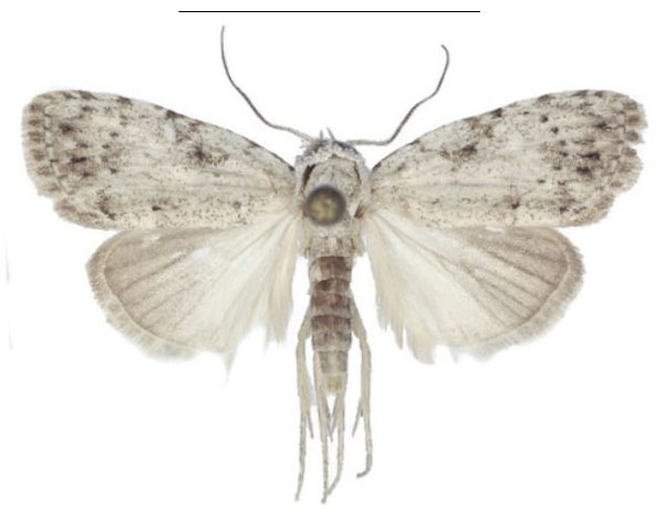 /filer/webapps/moths/media/images/M/magnisignata_Ezishnola_PTM_ANHRT_01.jpg