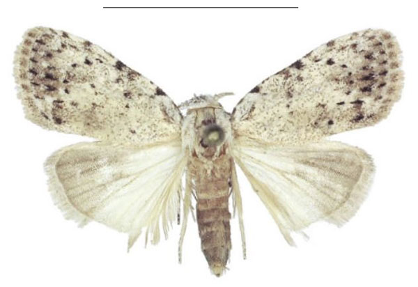 /filer/webapps/moths/media/images/M/magnisignata_Ezishnola_PTM_ANHRT_02.jpg