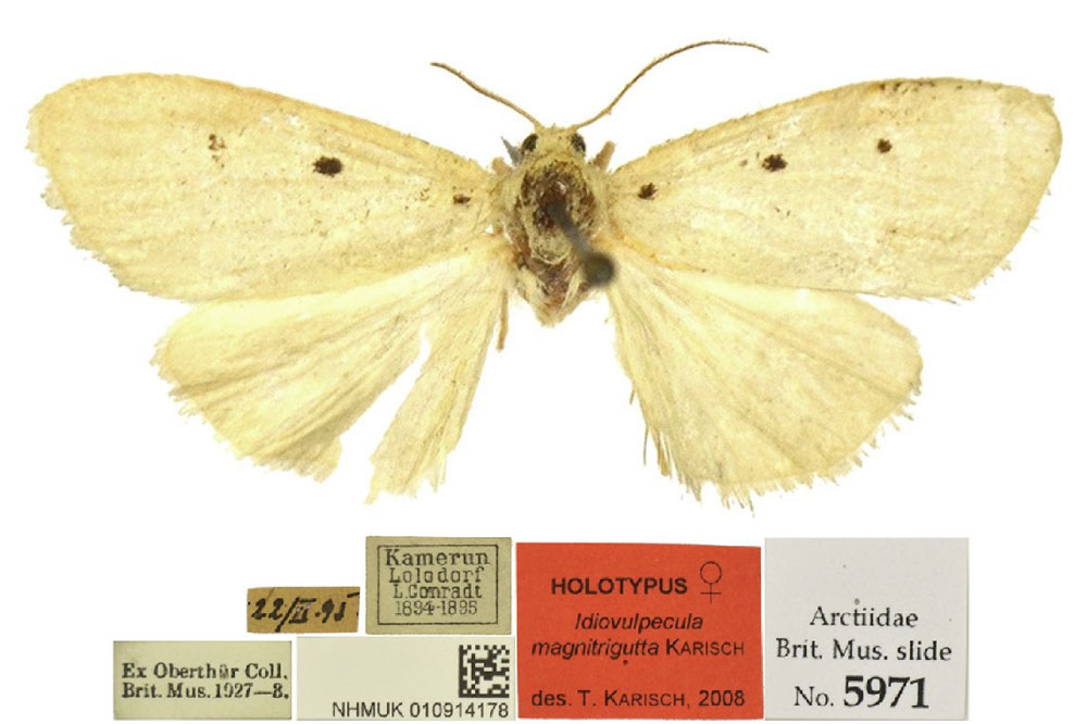 /filer/webapps/moths/media/images/M/magnitrigutta_Cyana_HT_BMNH.jpg