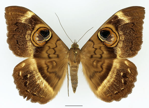 /filer/webapps/moths/media/images/M/magus_Cyligramma_AF_Basquin.jpg