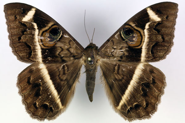 /filer/webapps/moths/media/images/M/magus_Cyligramma_AF_RMCA.jpg
