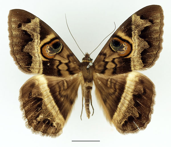 /filer/webapps/moths/media/images/M/magus_Cyligramma_AM_Basquin.jpg
