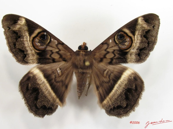/filer/webapps/moths/media/images/M/magus_Cyligramma_A_Albert_01.jpg