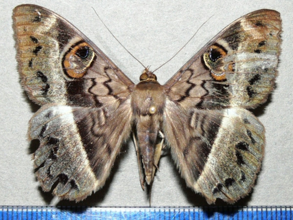 /filer/webapps/moths/media/images/M/magus_Cyligramma_A_Goffa_01.jpg