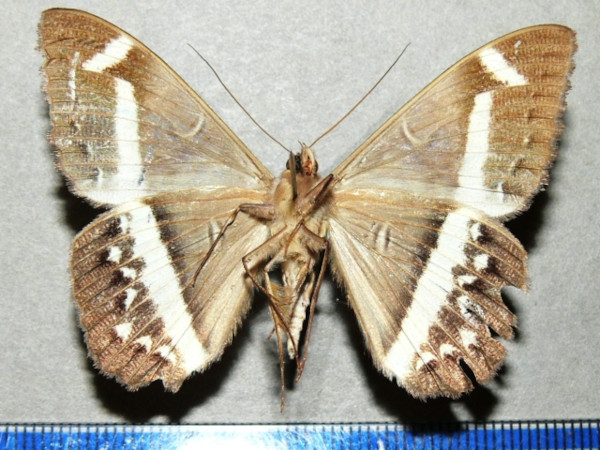 /filer/webapps/moths/media/images/M/magus_Cyligramma_A_Goffb_01.jpg