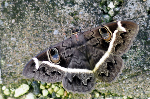 /filer/webapps/moths/media/images/M/magus_Cyligramma_A_King.jpg