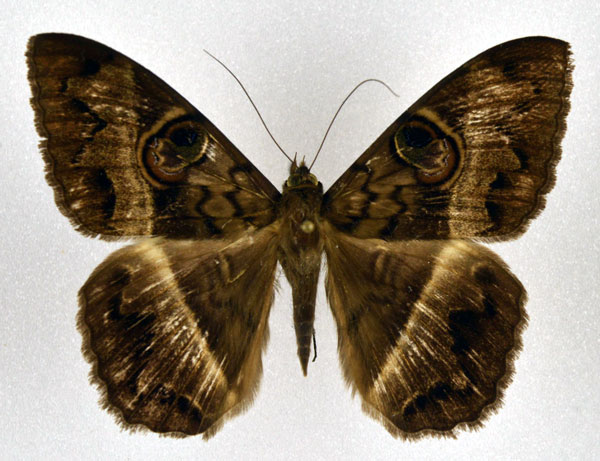 /filer/webapps/moths/media/images/M/magus_Cyligramma_A_NHMO.jpg