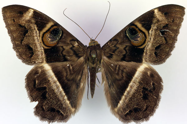 /filer/webapps/moths/media/images/M/magus_Cyligramma_A_RMCA.jpg