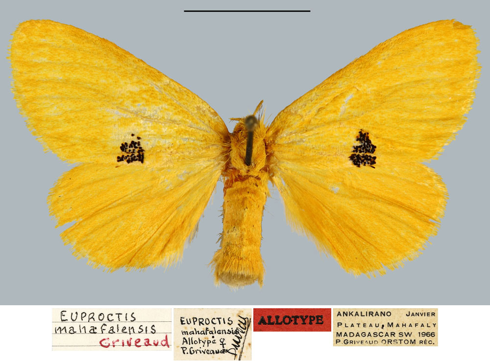 /filer/webapps/moths/media/images/M/mahafalensis_Euproctis_AT_MNHN.jpg