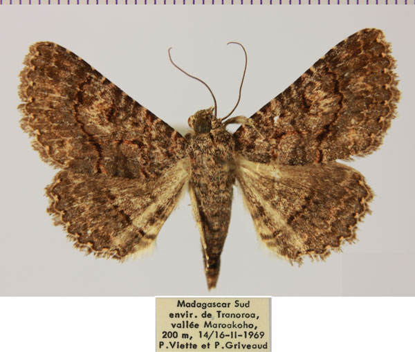 /filer/webapps/moths/media/images/M/mahafaly_Heteropalpia_AF_MNHN.jpg