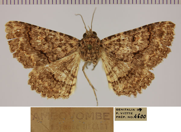 /filer/webapps/moths/media/images/M/mahafaly_Heteropalpia_AM_MNHN.jpg