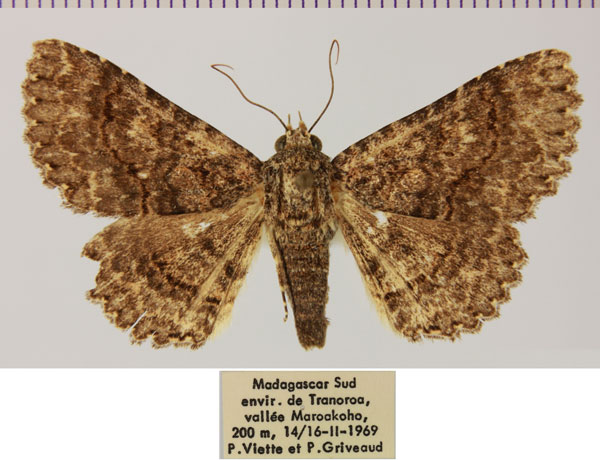 /filer/webapps/moths/media/images/M/mahafaly_Heteropalpia_AM_MNHN_02.jpg