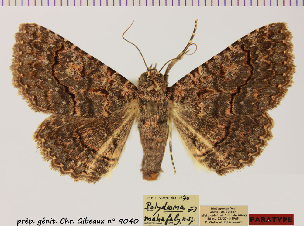 /filer/webapps/moths/media/images/M/mahafaly_Heteropalpia_PTF_MNHN.jpg