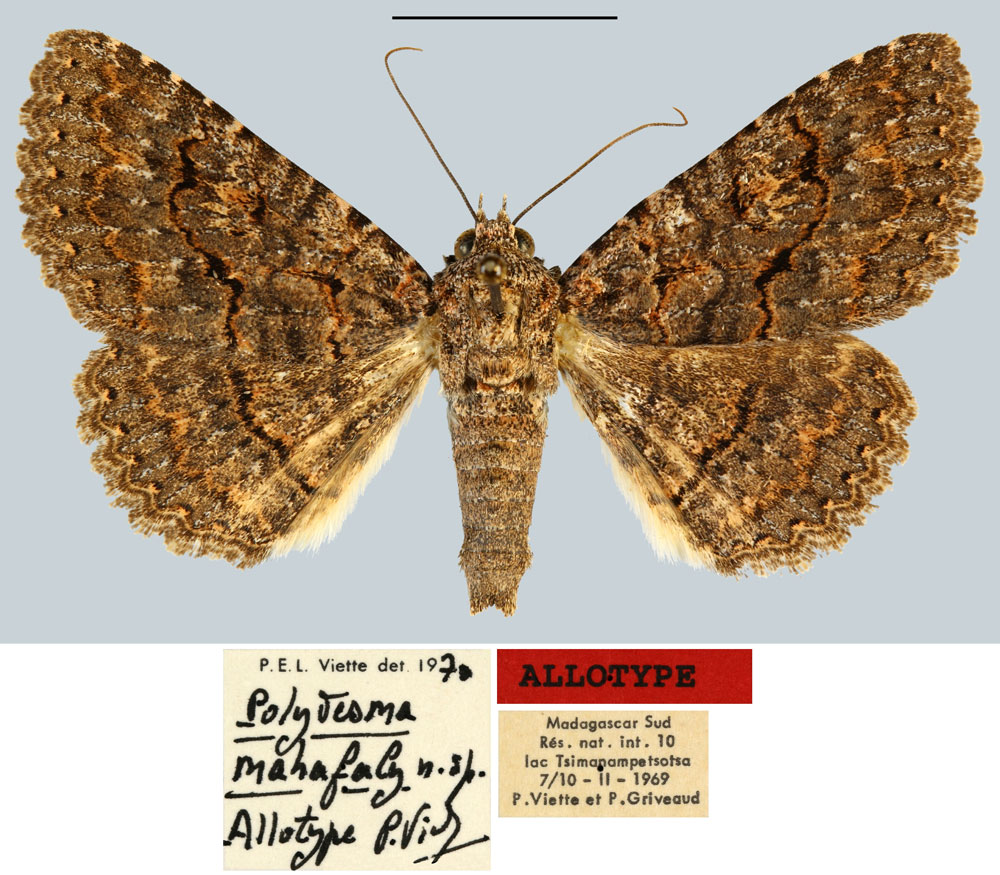 /filer/webapps/moths/media/images/M/mahafaly_Polydesma_AT_MNHN.jpg