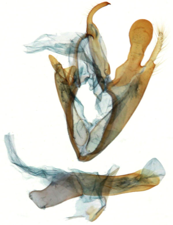 /filer/webapps/moths/media/images/M/mahafaly_Polydesma_GMPT_MNHN_9035.jpg