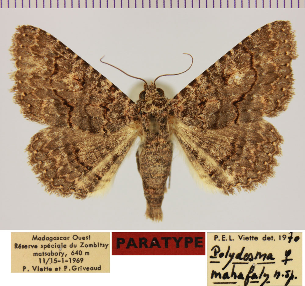 /filer/webapps/moths/media/images/M/mahafaly_Polydesma_PTF_MNHN.jpg