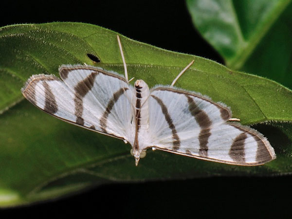 /filer/webapps/moths/media/images/M/mahensis_Zebronia_A_Mazzei_02.jpg