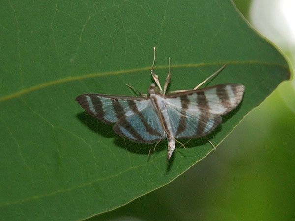 /filer/webapps/moths/media/images/M/mahensis_Zebronia_A_Mazzei_03.jpg