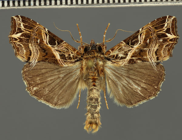 /filer/webapps/moths/media/images/M/maillardi_Callopistria_AM_Fiebig.jpg