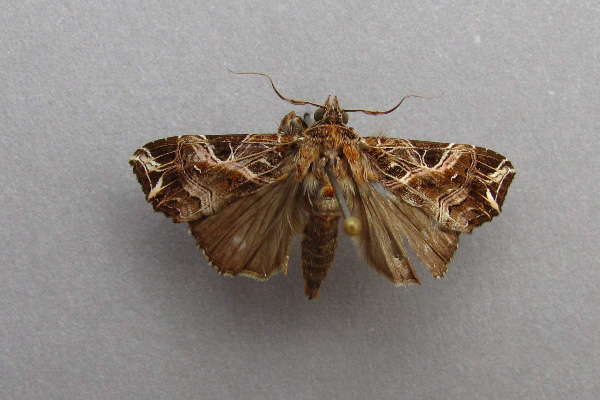 /filer/webapps/moths/media/images/M/maillardi_Callopistria_A_Baron.jpg