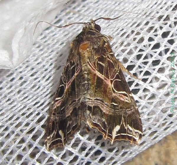 /filer/webapps/moths/media/images/M/maillardi_Callopistria_A_Bippus.jpg