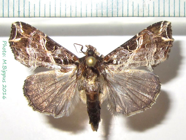 /filer/webapps/moths/media/images/M/maillardi_Callopistria_A_Bippus_02.jpg