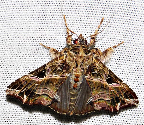 /filer/webapps/moths/media/images/M/maillardi_Callopistria_A_Braun_17.jpg
