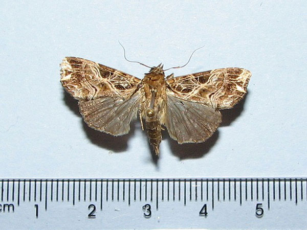 /filer/webapps/moths/media/images/M/maillardi_Callopistria_A_Goff_02.jpg