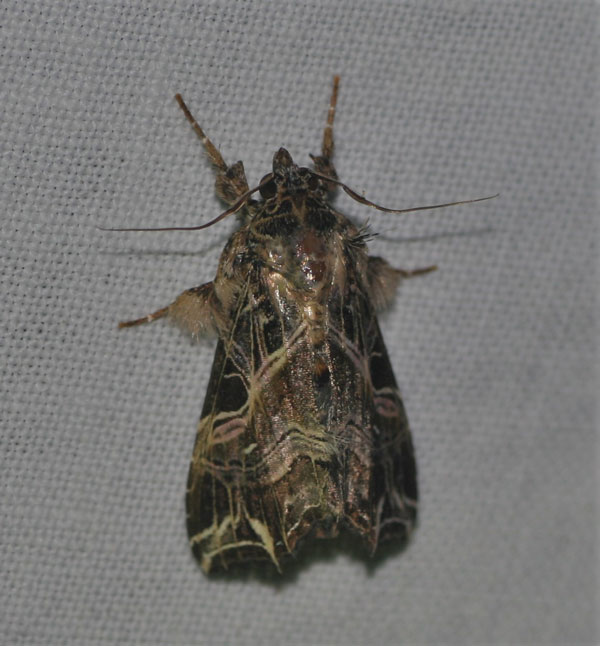 /filer/webapps/moths/media/images/M/maillardi_Callopistria_A_Jorpeland.jpg